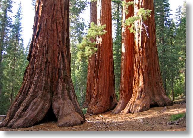 The Bachelor and Three Graces, Mariposa Grove