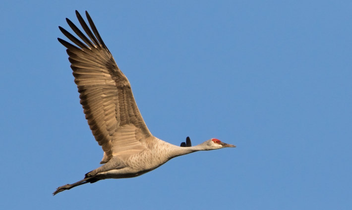 Lesser Sandhill Crane (Grus canadensis) flying over the Merced National Wildlife Refuge
