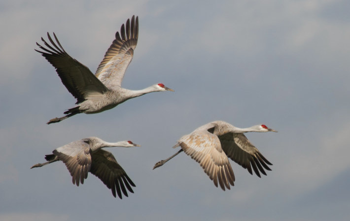 Lesser Sandhill Cranes (Grus canadensis) flying over the Merced National Wildlife Refuge