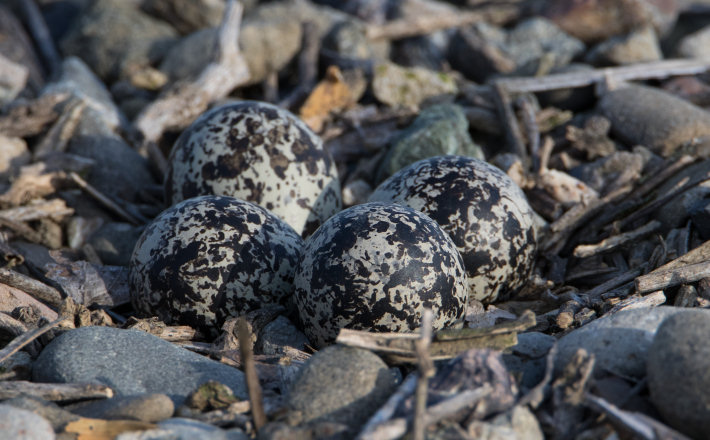 Killdeer eggs at the Merced National Wildlife Refuge