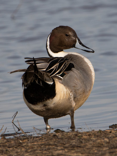 Northern Pintail (Anas acuta) at the Merced National Wildlife Refuge