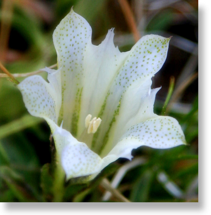Alpine Gentian Bloom