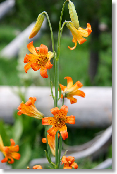 Alpine Lily along the Ostrander Lake trail