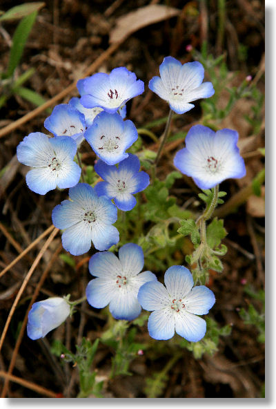 Baby Pictures  Flowers on Wildflower Guide    Blue   Purple Flowers    Baby Blue Eyes