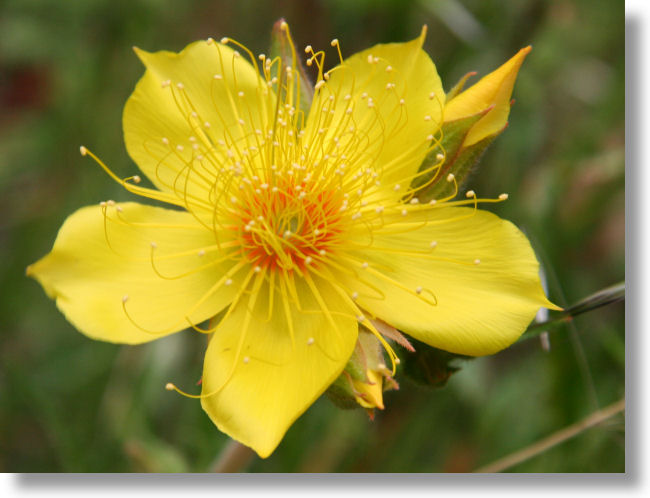 Blazing Star blooming on the Hite Cove trail