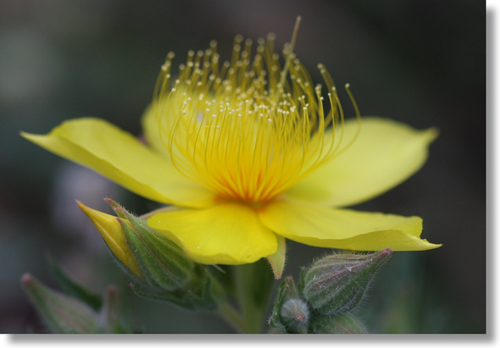 Blazing Star (Mentzelia crocea) flower in bloom along the Hite Cove trail outside Yosemite
