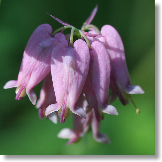 Bleeding Heart (Dicentra formosa) flowers along the Lewis Creek trail