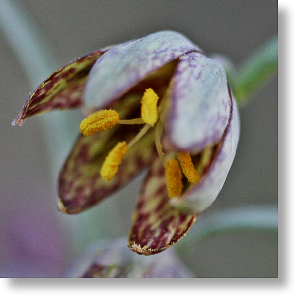 Brown Bells (Fritillaria micrantha) flower in Wawona Meadow, Yosemite National Park