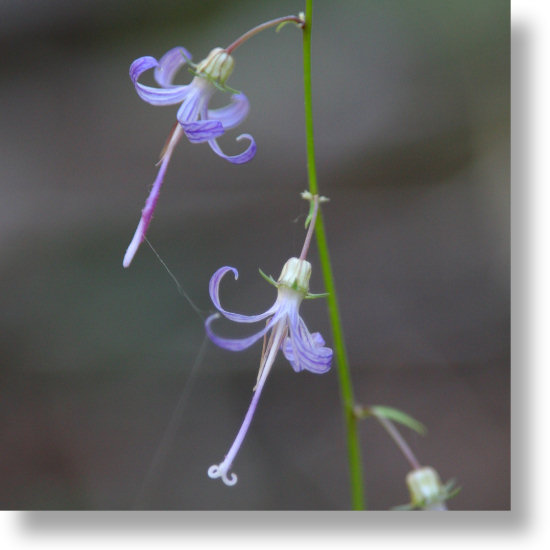 California Harebell (Campanula Prenanthoids) blooming near Crane Flat