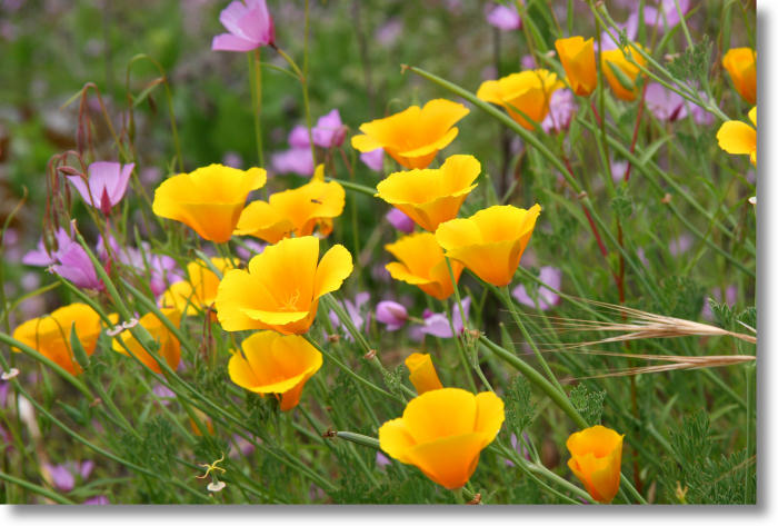 California Poppies and Clarkia (Farewell to Spring)