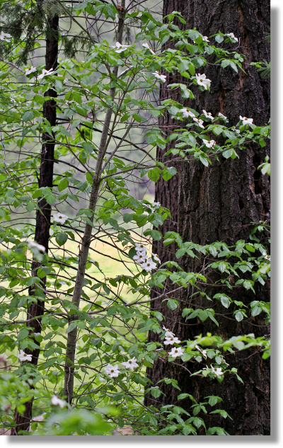 Mountain Dogwood (Cornus nuttallii) tree in bloom