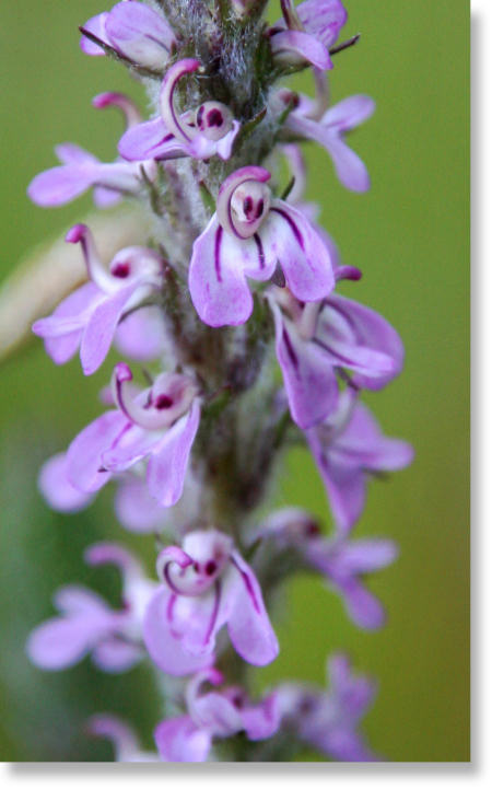 Closeup photo of Elephant's Head wildflower, Westfall Meadow