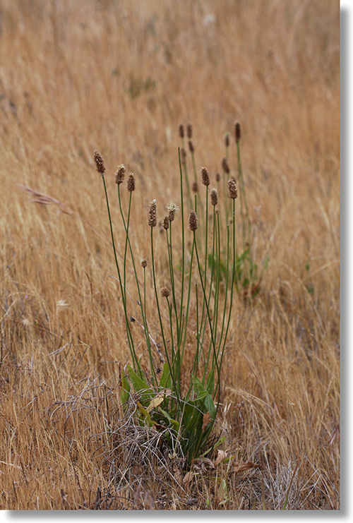 English Plantain growing in the Sierra Foothills