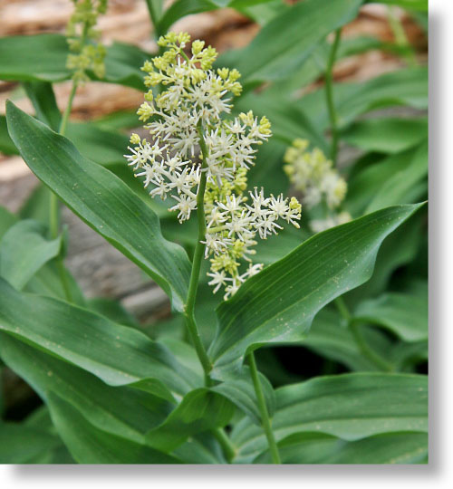False Solomon's Seal plant in bloom