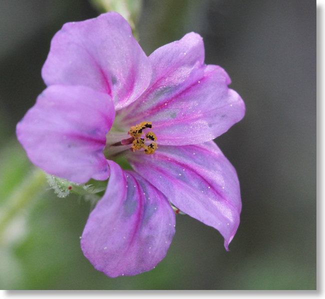 Long-Beaked Filaree (Erodium botrys) flower