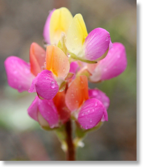 Harlequin Lupine (Lupinus stiversii) flowers
