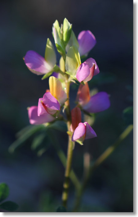 Harlequin Lupine (Lupinus stiversii) flowers