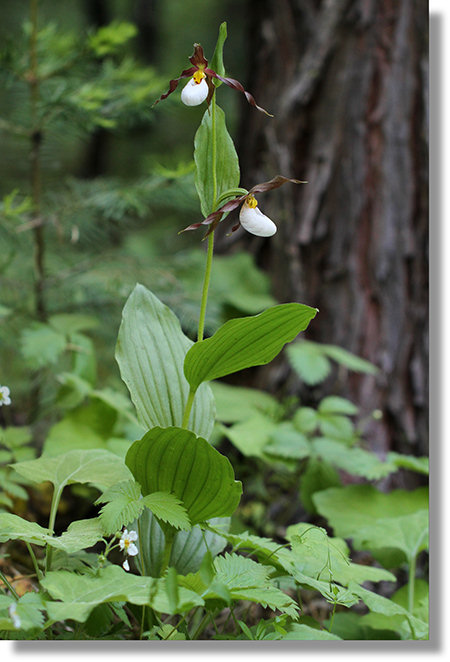 Mountain Lady's Slipper (Cypripedium montanum) orchid with two blossoms