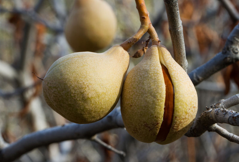 Yosemite Wildflowers California Buckeye (Aesculus californica)