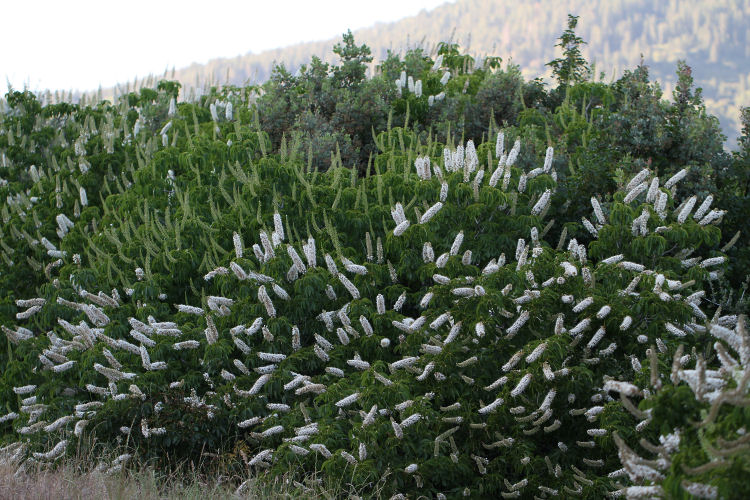 Yosemite Wildflowers California Buckeye (Aesculus californica)