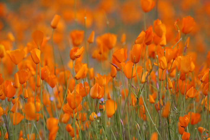Tufted Poppies (Eschscholzia caespitosa) blooming along the Hite Cove trail