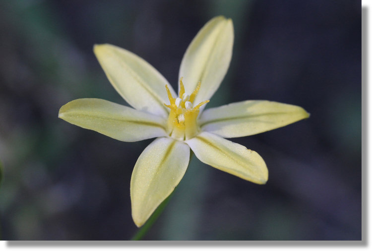 Pretty Face/Golden Brodiaea (Triteleia ixioides ssp. scabra) flower