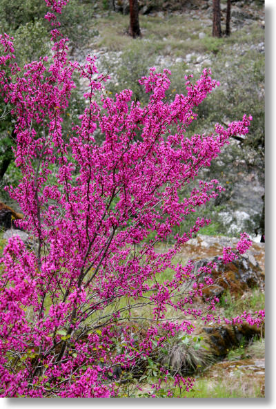 A redbud tree in Hite Cove, just outside Yosemite National Park