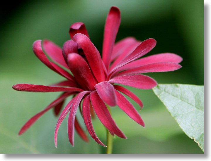 Spicebush flower