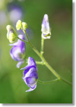 monkshood
