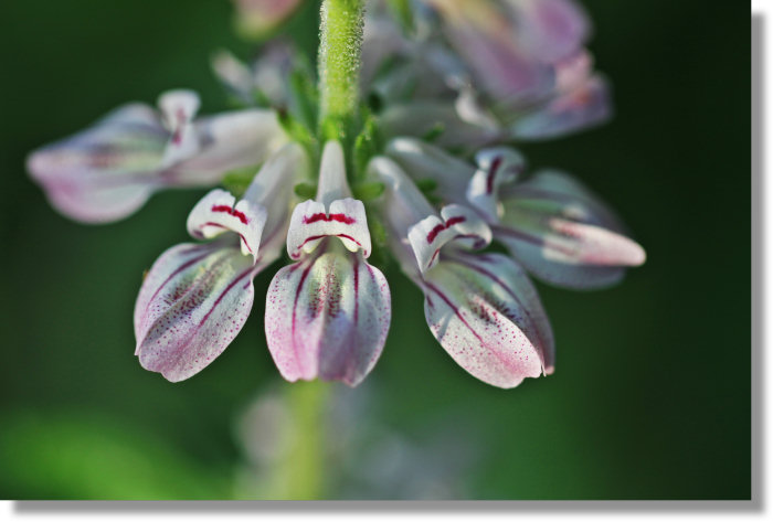 Tincture Plant (Collinsia tinctoria) whorl of flowers