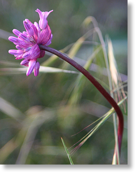 Twining Snake Lily (Dichelostemma volubile) twining about and blooming