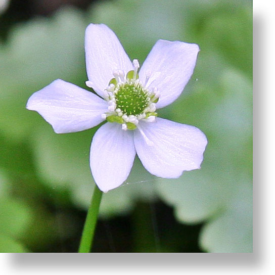 Waterfall Buttercup (Kumlienia hystricula) flower