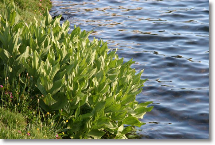Corn Lilies beside Middle Gaylor Lake, Yosemite National Park
