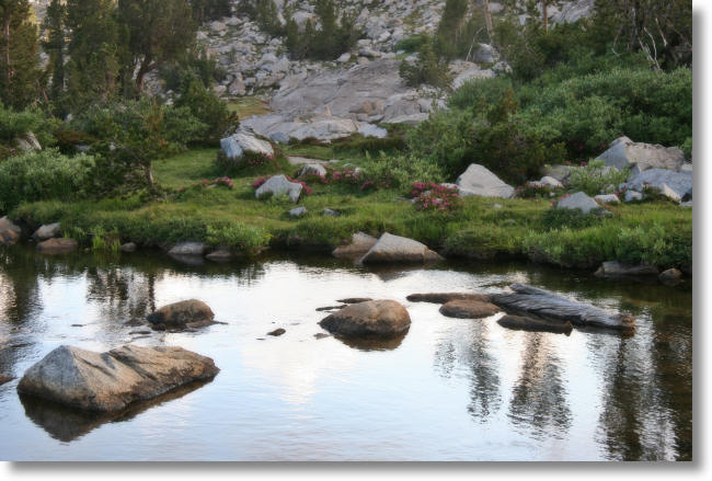 Wildflowers at Lower Granite Lake, Yosemite National Park