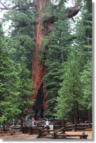The Grizzly Giant, Mariposa Grove of Giant Sequoias, Yosemite