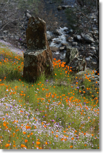 poppies and bird's eye gilia along the Hite Cove trail