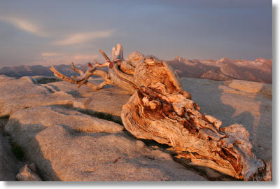 Sentinel Dome and the fallen Jeffrey Pine