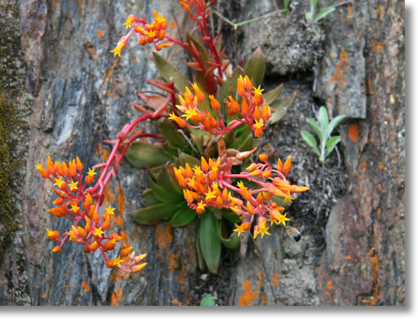 Live Forever wildflowers