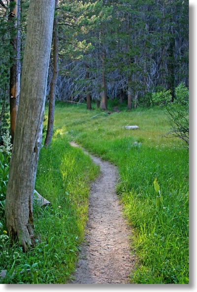 Mono Meadow, Yosemite National Park