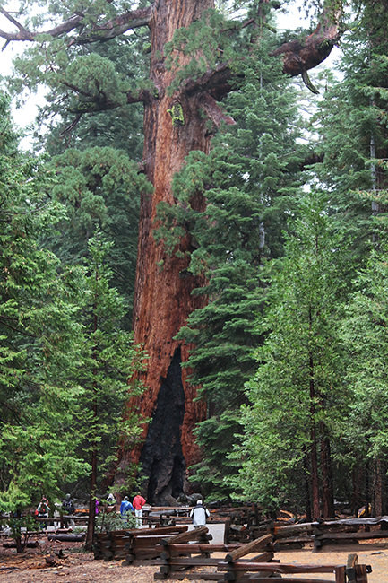 The Grizzly Giant sequoia in the Mariposa Grove, Yosemite National Park