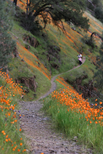 Tufted Poppies along the Hite Cove trail