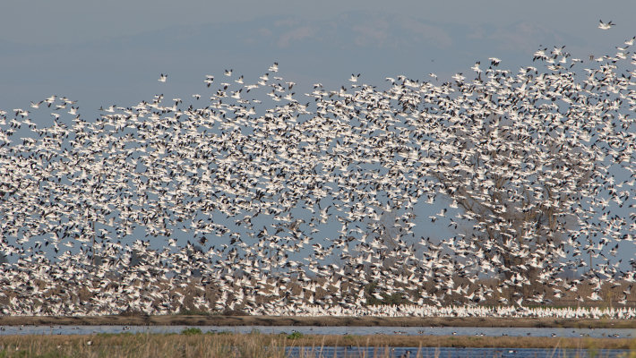 Geese in flight over the Merced National Wildlife Refuge