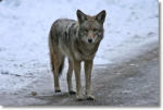 Coyote in Yosemite Valley