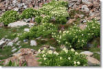 wildflowers near Middle Gaylor Lake, Yosemite National Park