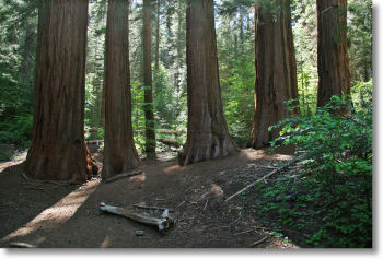 The first group of Giant Sequoias you'll meet in the Merced Grove, Yosemite National Park