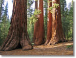 Bachelor and Three Graces, Mariposa Grove, Yosemite National Park
