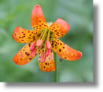 Tiger Lily along Glacier Point Road