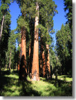 Upper Mariposa Grove