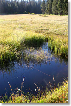 Westfall Meadow facing northwest, late afternoon