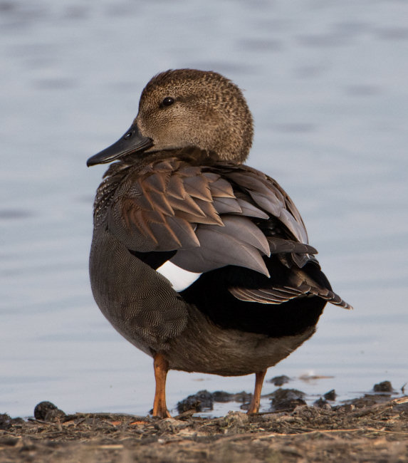Gadwall (Anas strepera) at the Merced National Wildlife Refuge